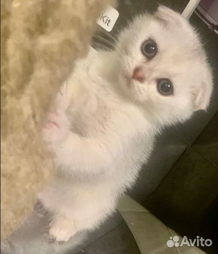 Шотландская вислоухая шиншилла