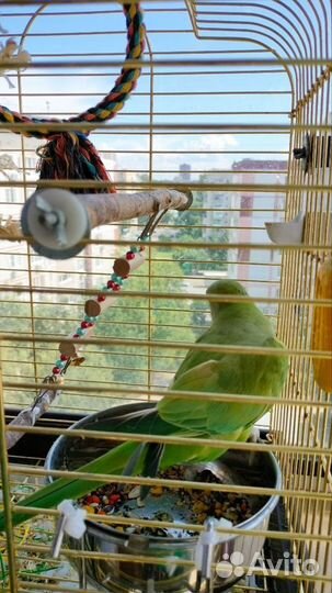 Ожереловый попугай, выкормыш, ручной