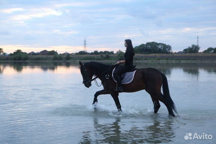 Прокат лошадей/Конные прогулки/Фотосессии