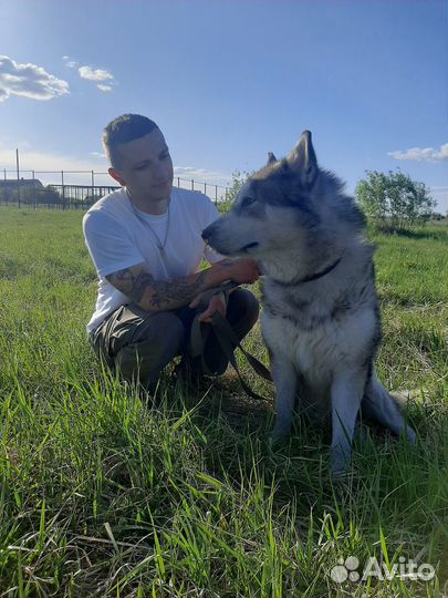 Передержка животных (собак) Гостиница для животных