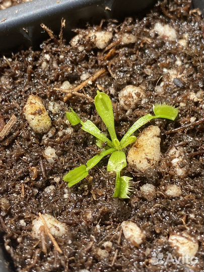 Венерина мухоловка