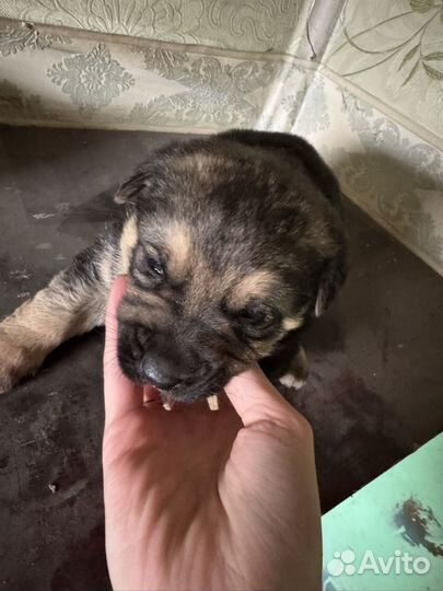 Щенки