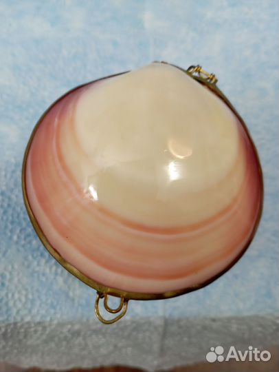 Морские ракушки раковины