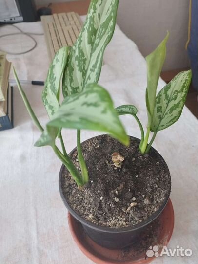 Аглаонема сильвер квин