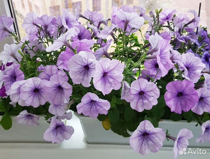 Рассада петуний. Очень ароматная