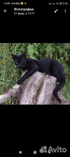 Бенгальская кошка