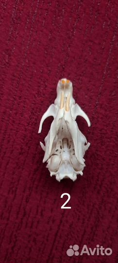 Череп крысы