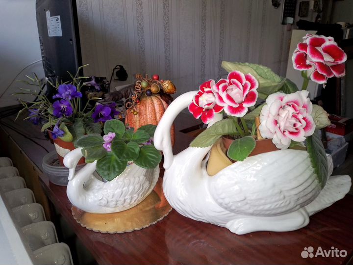 Детки локсиний 3 вида