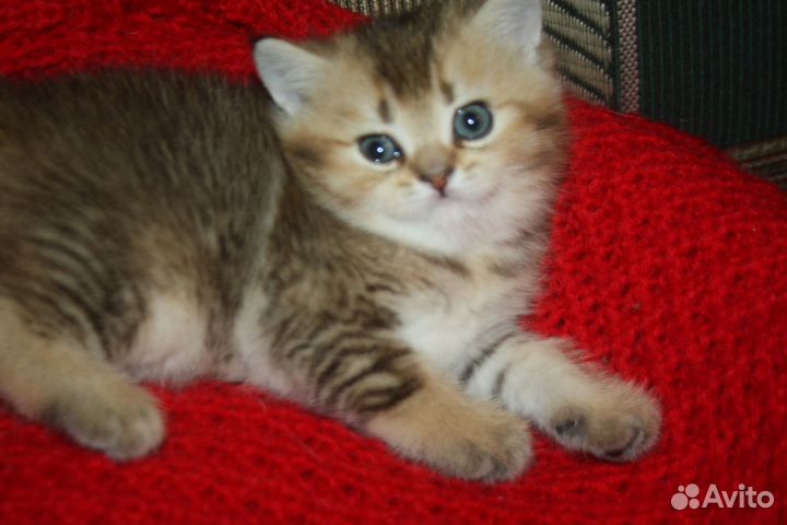 Шотландский котик