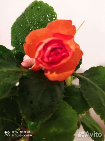 Бальзамин махровый Лососевый