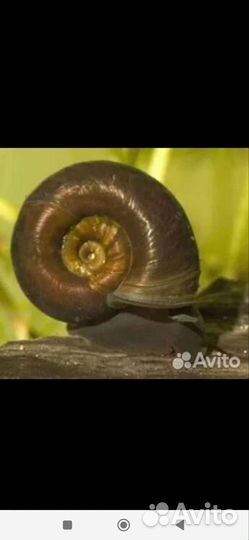Улитки аквариумные