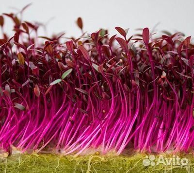 Микрозелень Амарант овощной (1 гр.)