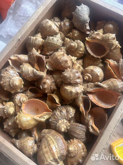 Ракушки - коробка целая