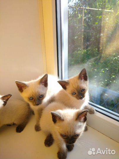 Тайские сиамские котята