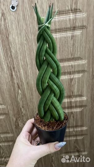 Сансевиерия, много сортов