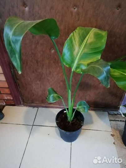 Стрелиция Николая