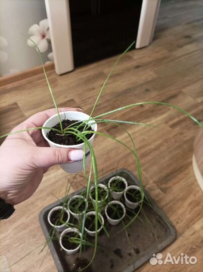 Зефирантес (выскочка)