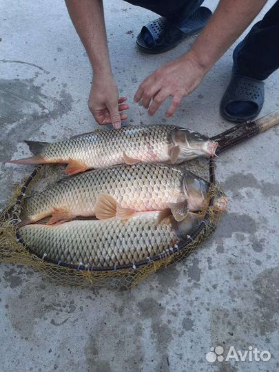 Живая рыба карп, сазан, толстолобик