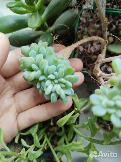 Суккуленты разные/ комнатные цветы
