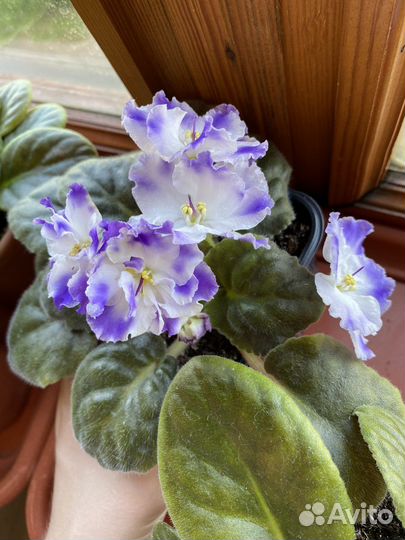 Фиалки цветущие разные