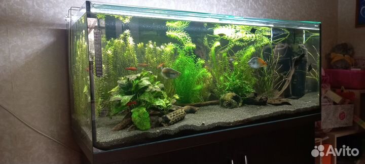 Аквариум 160л с тумбой, рыбами и растениями