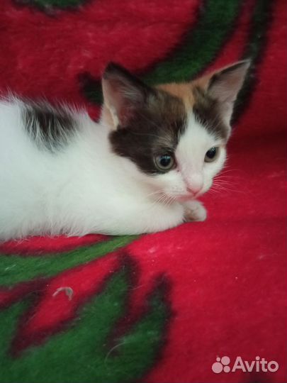 Кошки в добрые руки