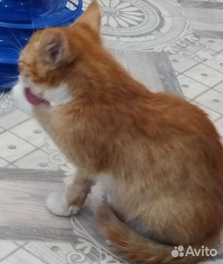 Котёнок-мальчик в добрые руки