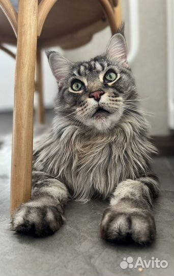 Домашняя передержка кошек, зооняня индивидуально