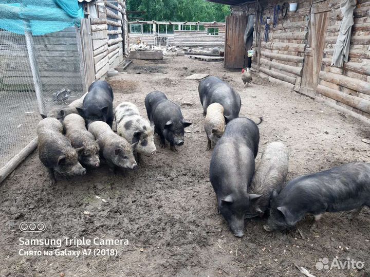 Вьетнамские вислобрюхие поросята