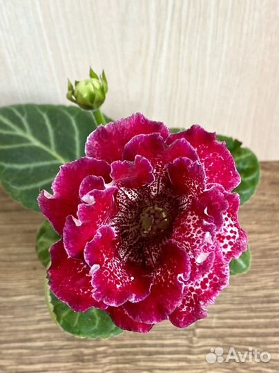 Глоксиния махровая детка «ен Витаминка»