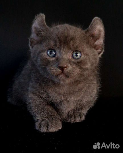 Котёнок Кинкалоу мальчик