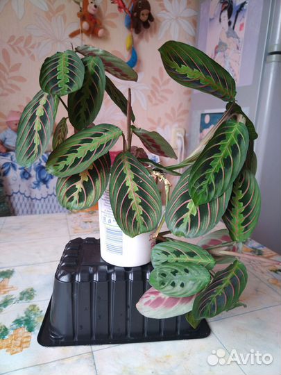 Маранта триколор