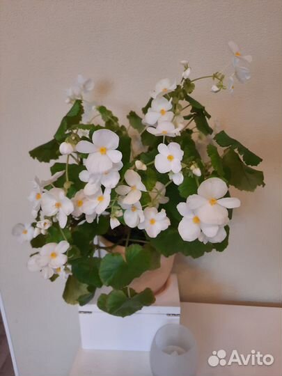 Бегония Глуар де Лоррен