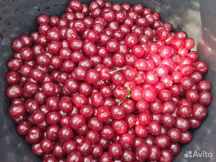 Вишня на ножке 10л