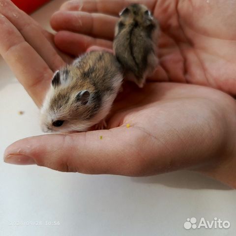 Джунгарский хомяк