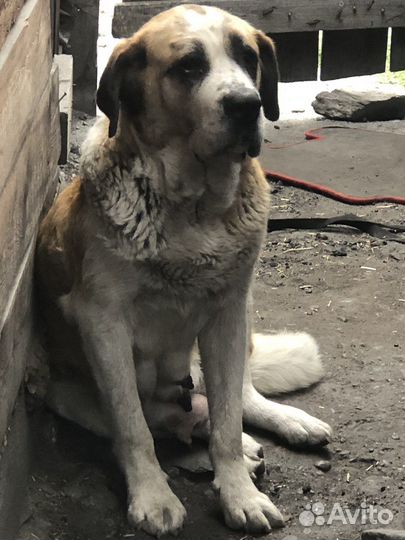 Щенки сербернара