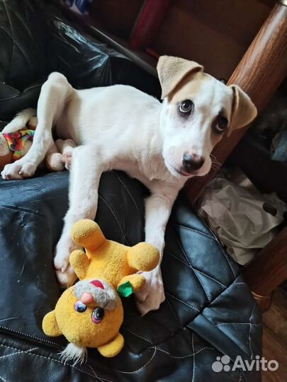 Собака щенки в добрые руки помесь