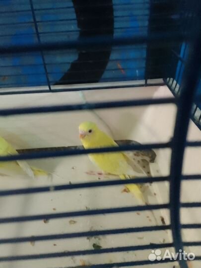 Волнистый попугай