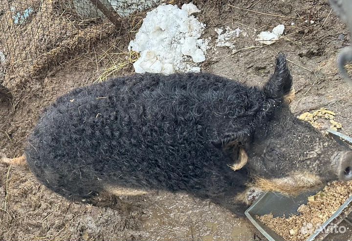 Дикие кабанята