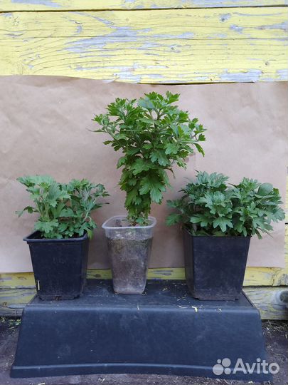 Хризантемы мультифлора