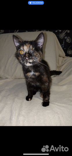 Кошечка в добрые руки