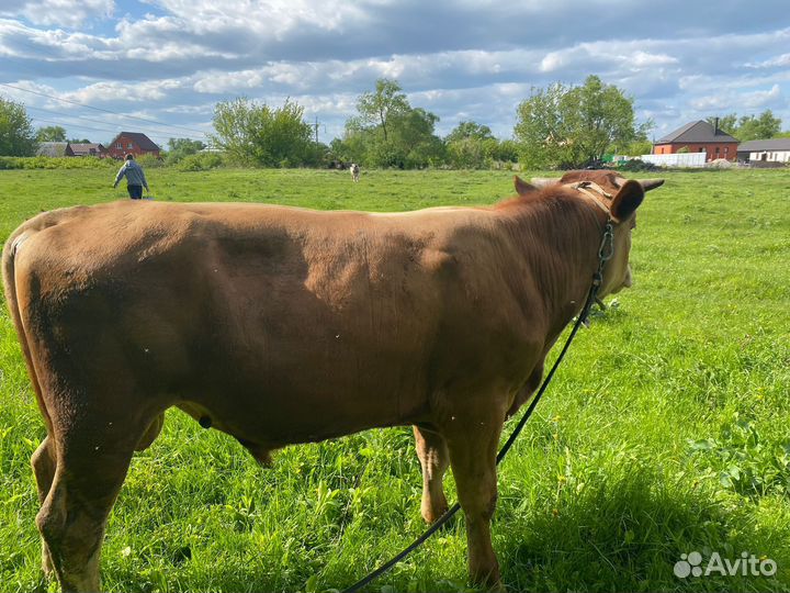 Быки на племя
