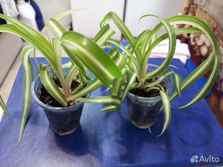 Хлорофитум