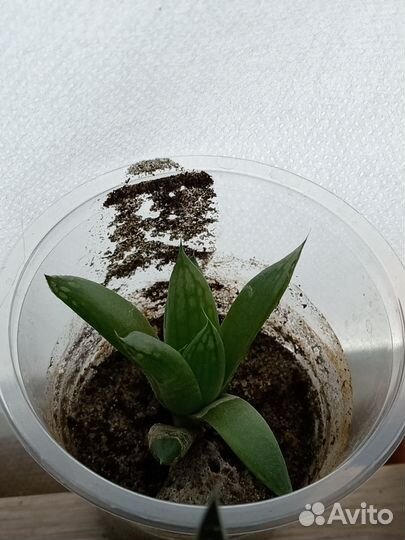 Суккуленты