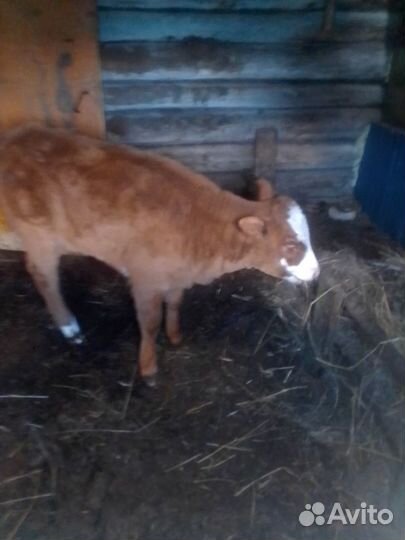 Продам тёлочку