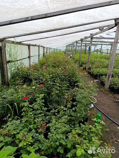 Саженцы роз