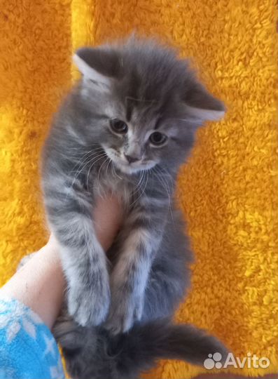 Сибирский котик