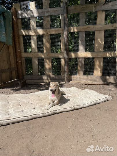 Собаки бесплатно в добрые руки щенки