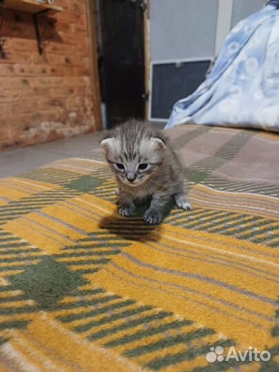 Котики в добрые руки