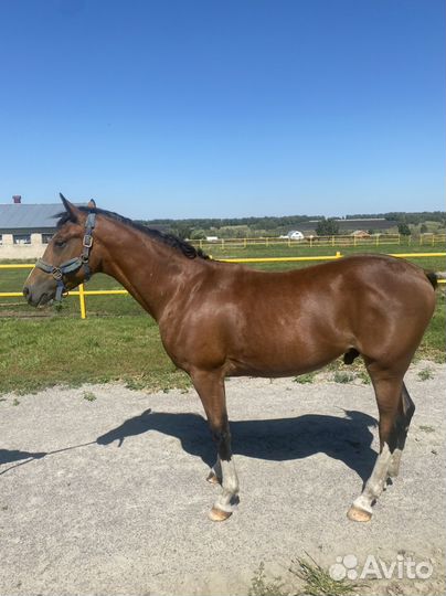 Жеребец орловской породы